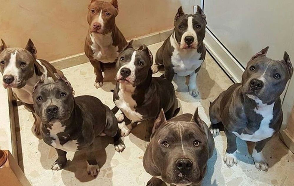 La Polizia di Casale arresta un senegalese, ma adesso ha problemi con i suoi 40 cani pitbull