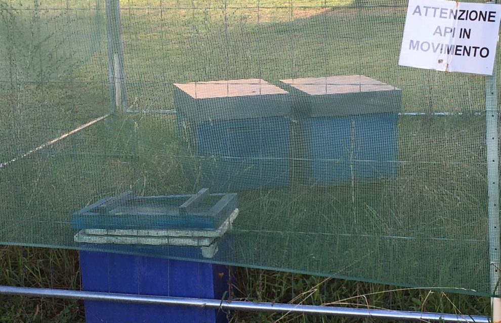 Sul castello di Tortona una postazione di api per difendere l’ambiente