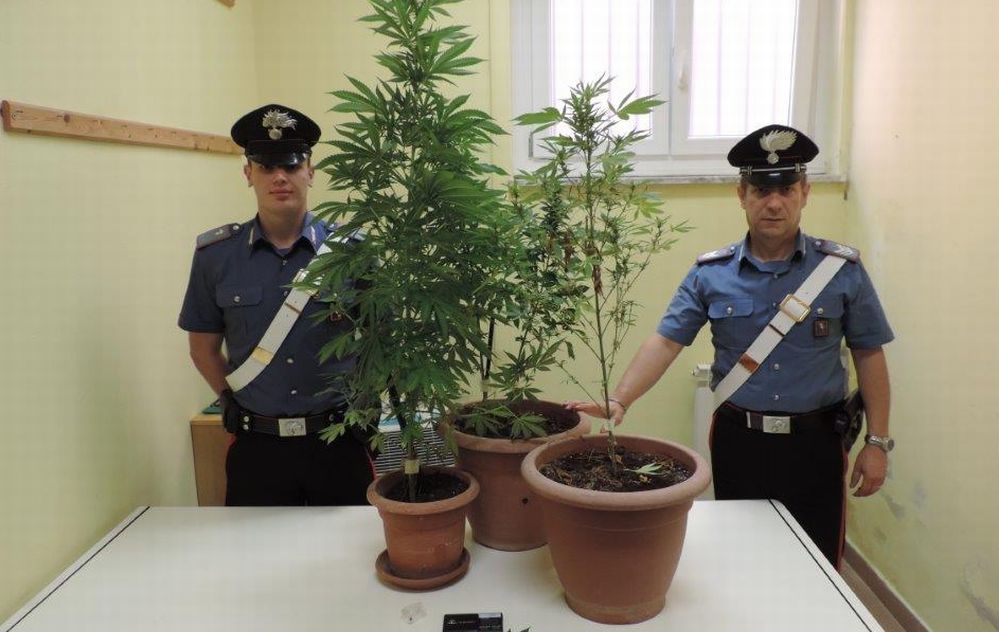 Piantine “sospette” sul terrazzo a Gavi, era droga. I Carabinieri denunciano i componenti del nucleo familiare