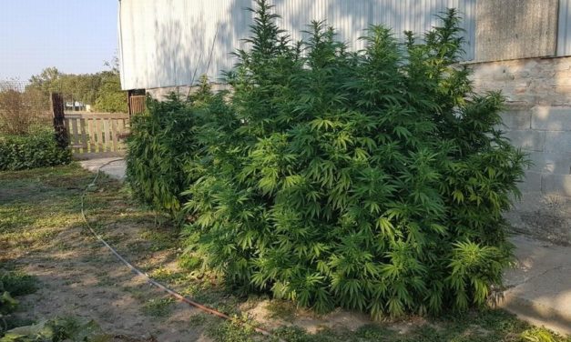 Il tortonese Salvo Costanzo arrestato perché aveva una piantagione di Marijuana da record: “Troppo bella, non potevo distruggerla”