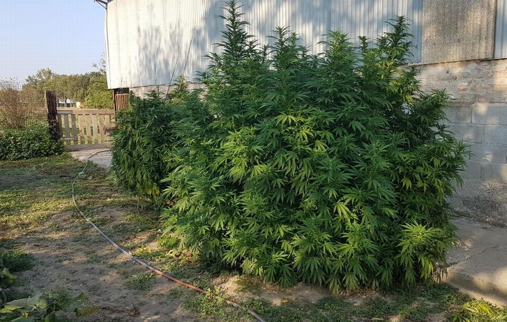 Il tortonese Salvo Costanzo arrestato perché aveva una piantagione di Marijuana da record: “Troppo bella, non potevo distruggerla”