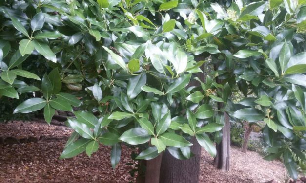 A Bordighera scoperta una pianta rara nel giardino del museo