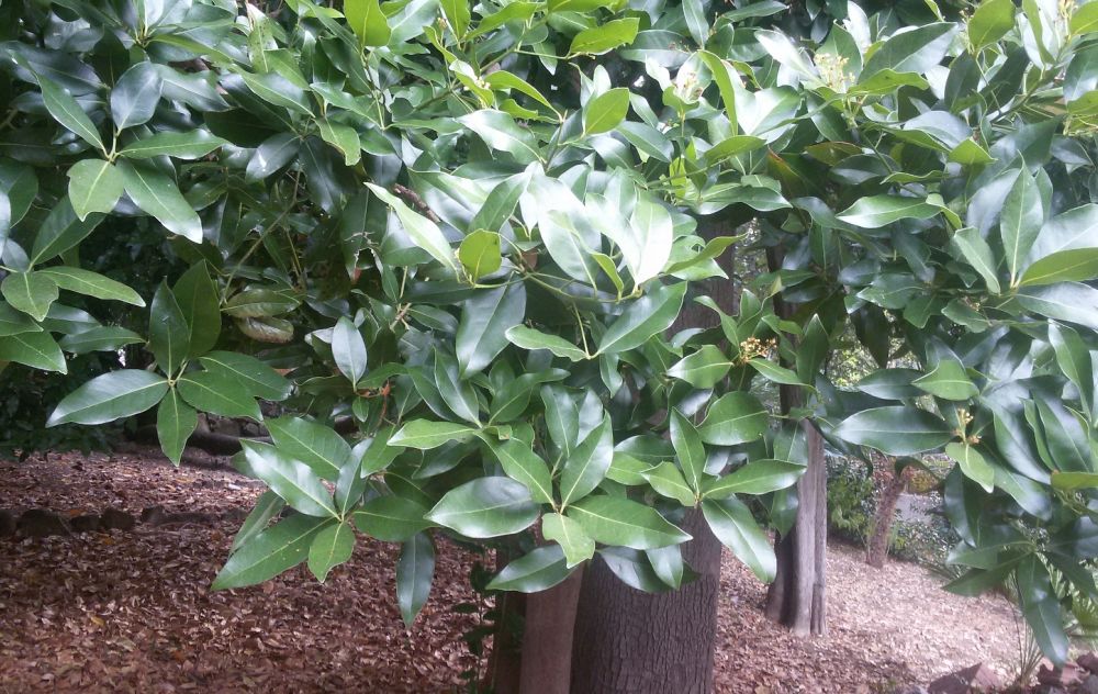 A Bordighera scoperta una pianta rara nel giardino del museo