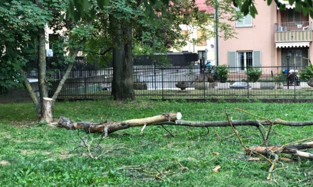Adesso i vandali a Tortona sono armati di motoseghe