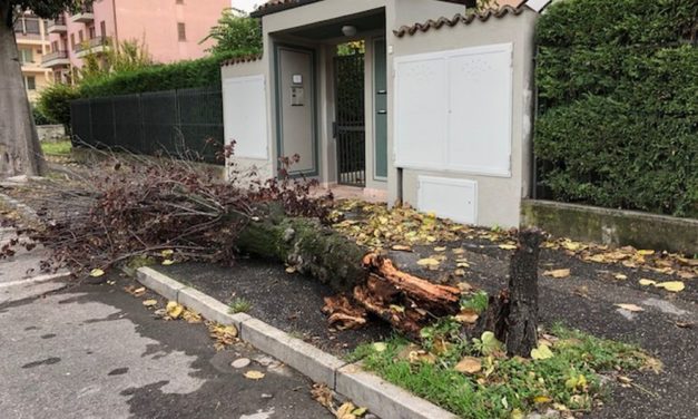 Altri danni del vento a Tortona nelle immagini di Andrea Balduzzi