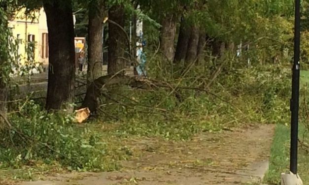 Decine di alberi caduti a Tortona e dintorni a causa del vento e in via Emilia nord….
