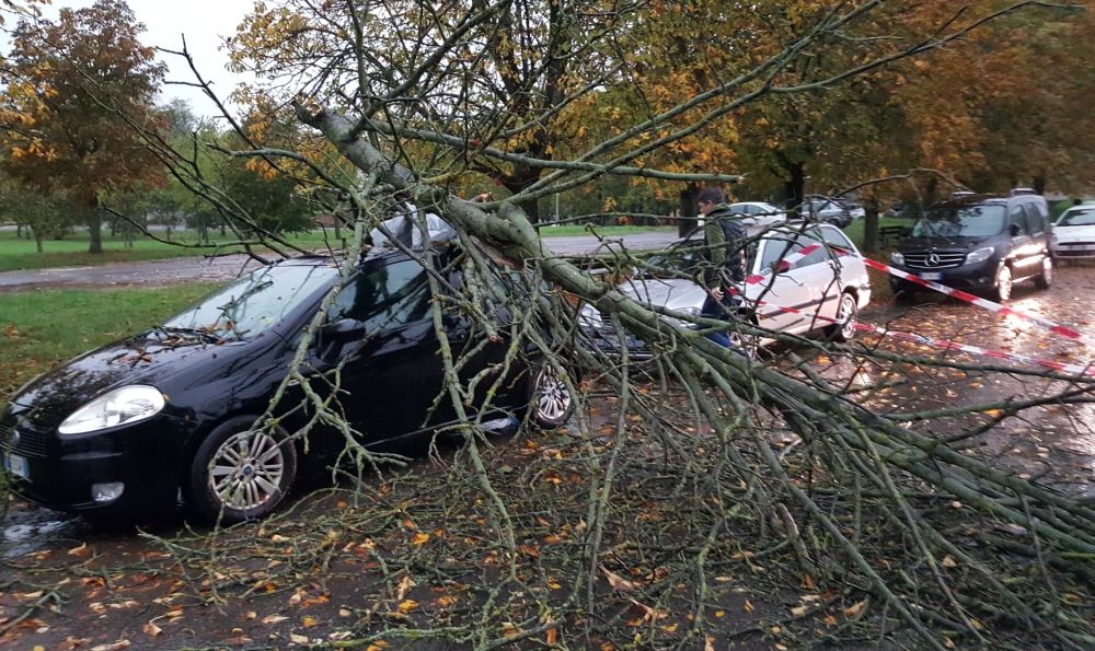 Maltempo: due alberi caduti a Tortona, uno danneggia un’auto parcheggiata. Le immagini di Dino Giacomo Zanardi