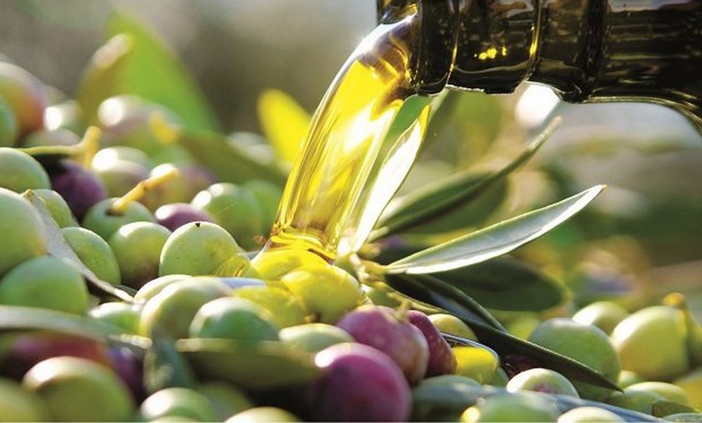 Sabato a Taggia un bel convegno sulle radici dell’olio