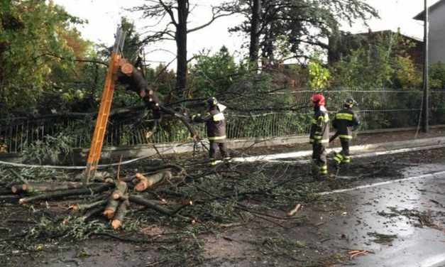 A Castelnuovo Scrivia albero caduto e un cavo elettrico tranciato