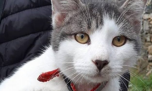 Di chi è questo gatto che si è perso a Diano Marina?