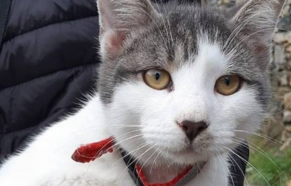 Di chi è questo gatto che si è perso a Diano Marina?