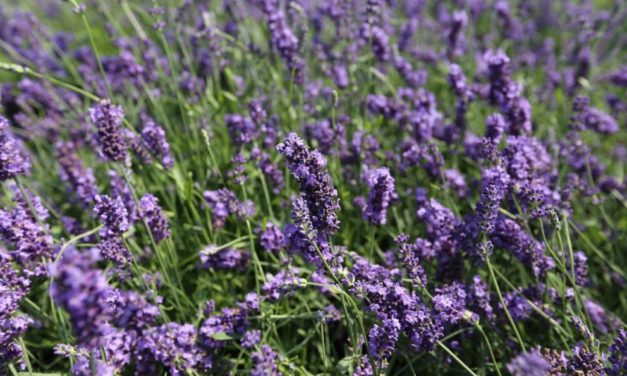 Grazie a un’azienda di Diano San Pietro la Lavanda della Riviera sbarca in Asia