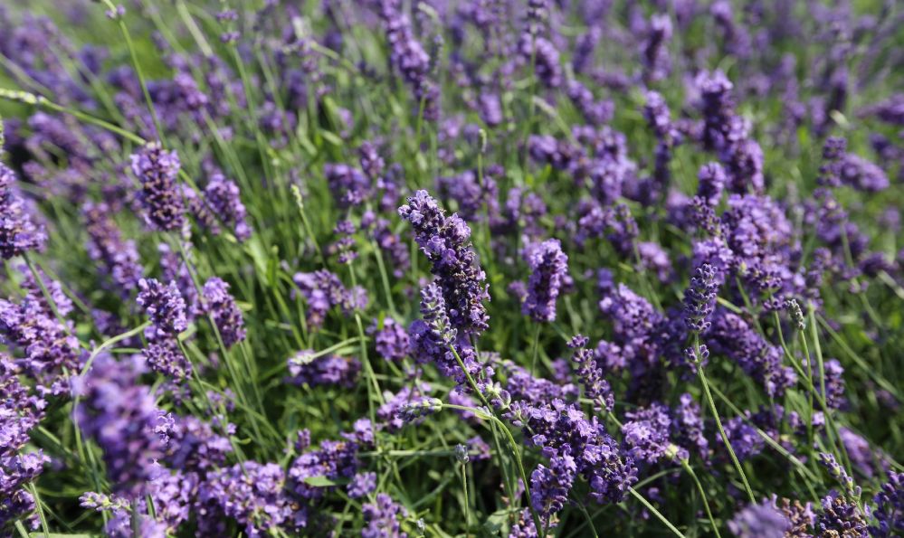 Grazie a un’azienda di Diano San Pietro la Lavanda della Riviera sbarca in Asia