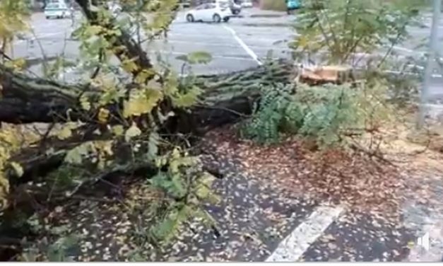 Ad Alessandria abbattuti cinquanta alberi e scattano le proteste