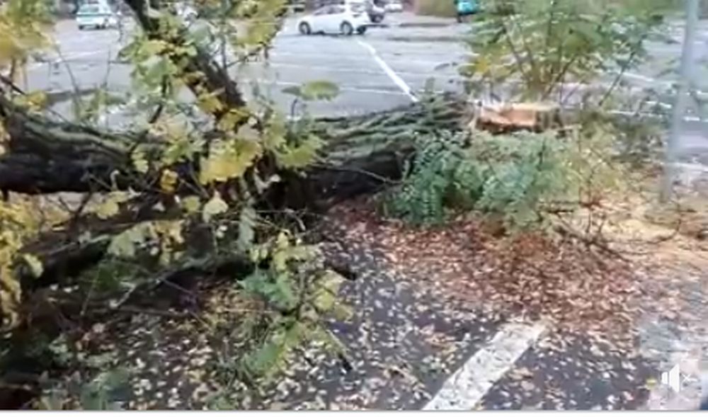 Ad Alessandria abbattuti cinquanta alberi e scattano le proteste