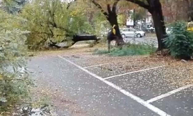 La mattanza degli alberi ad Alessandria, tagliati per fare spazio alle telecamere è gravissima