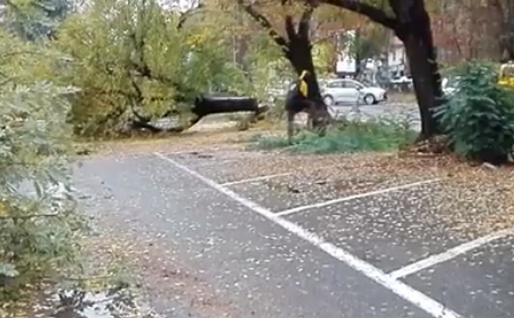 La mattanza degli alberi ad Alessandria, tagliati per fare spazio alle telecamere è gravissima