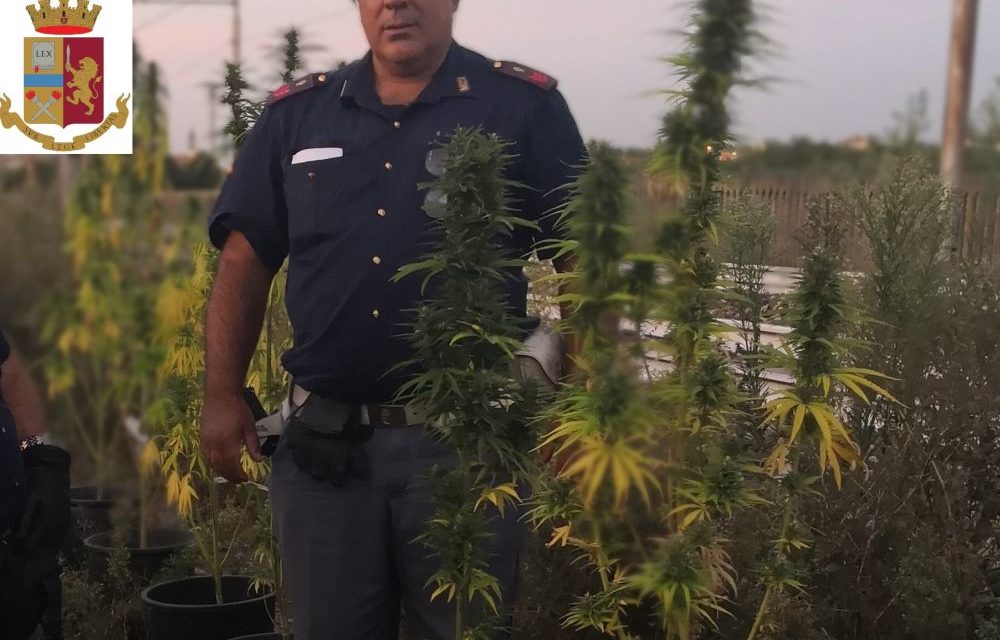 La polfer di Novi Ligure scopre un’ennesima piantagione di marijuana nei pressi di San Bovo