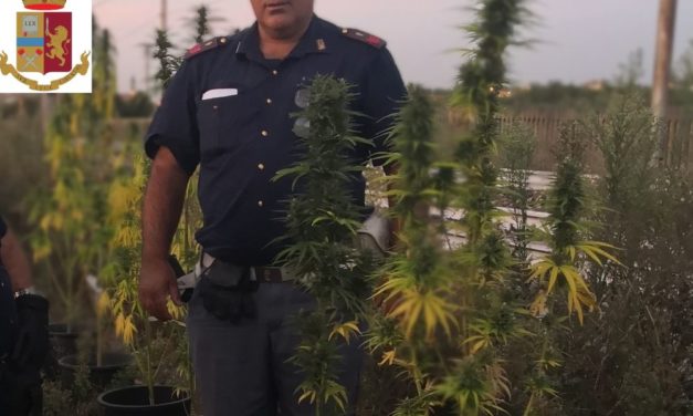 La polfer di Novi Ligure scopre un’ennesima piantagione di marijuana nei pressi di San Bovo