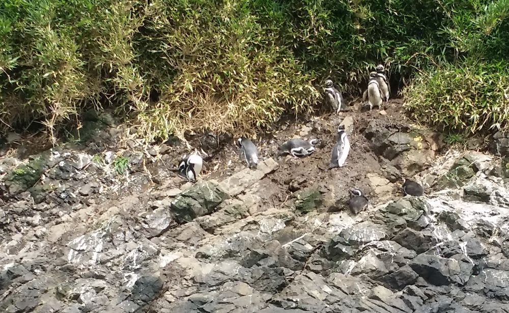 Viaggiareoggi: reportage dal Cile del nostro collaboratore Maurizio Priano. Seconda parte coi pinguini