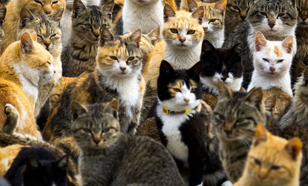 Domenica c’è la Festa al gattile di Alessandria