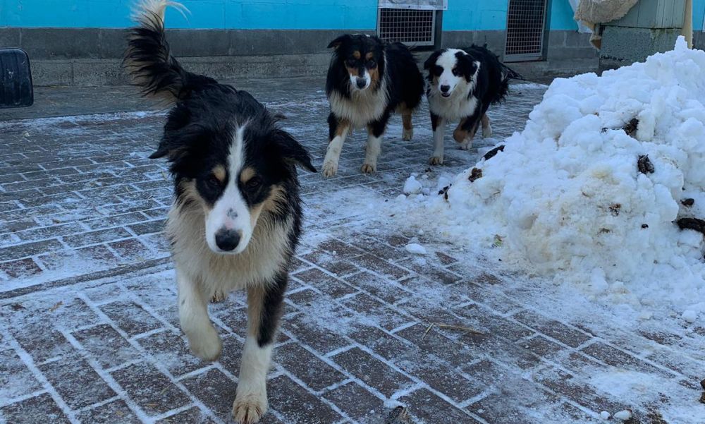 Scoperto un canile abusivo ad Alessandria