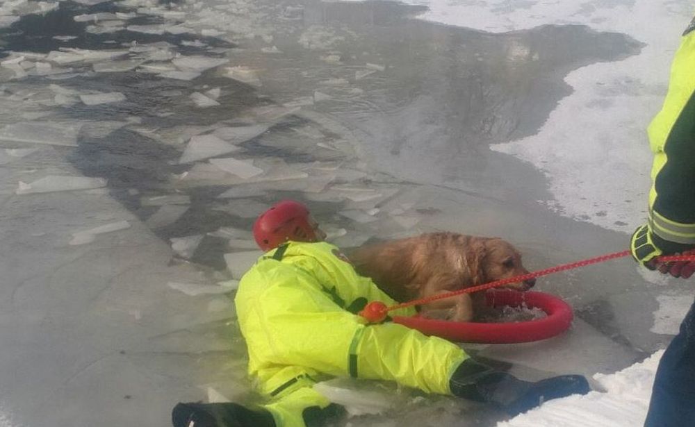 Un cane rischia di morire in un laghetto ghiacciato a Volpedo, salvato dai pompieri