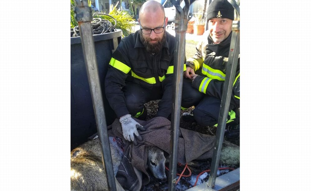 A Serravalle i Vigili del Fuoco hanno salvato un capriolo