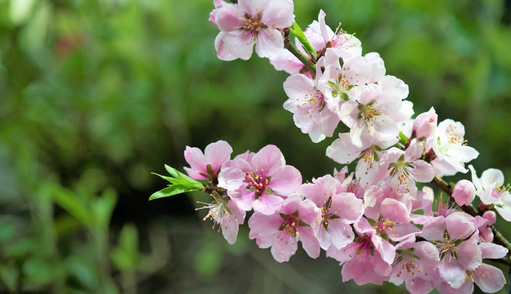 Fa troppo caldo Caldo: mandorli, albicocchi e peschi pronti a sbocciare, natura in tilt