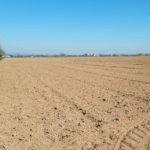 Agricoltura alessandrina sotto stress: caldo record e corsi d’acqua svuotati mettono a rischio i raccolti