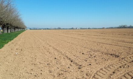 Agricoltura alessandrina sotto stress: caldo record e corsi d’acqua svuotati mettono a rischio i raccolti