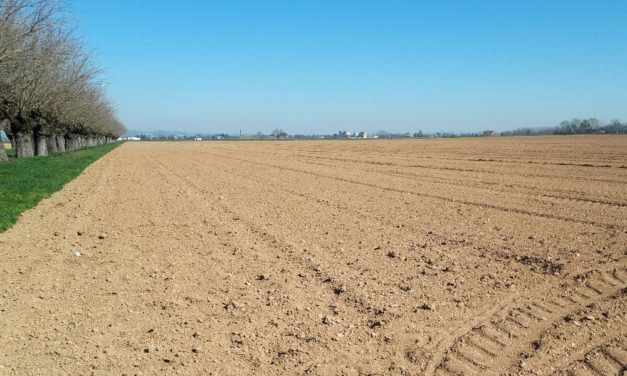 Agricoltura alessandrina sotto stress: caldo record e corsi d’acqua svuotati mettono a rischio i raccolti