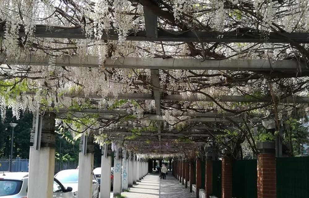 C’è Oggi Tortona: la fioritura bianca davanti all’ospedale nello scatto di Andrea Bani