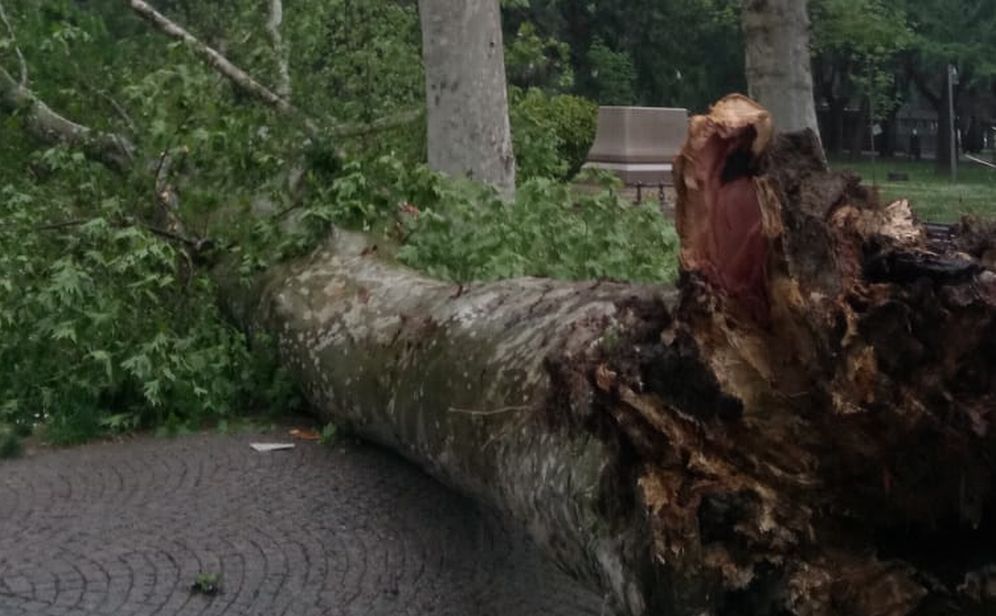 Paura ad Alessandria, cade questo platano di grandi dimensioni