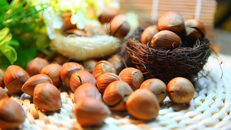 Ciat Alessandria: buona annata per le nocciole; presentata la proposta Corifrut