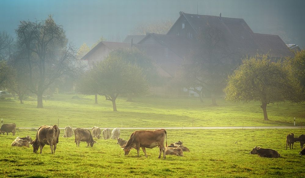 Dalla regione 5 milioni alle aziende per investire in agriturismo, fattoria didattica e sociale, prodotti alimentari