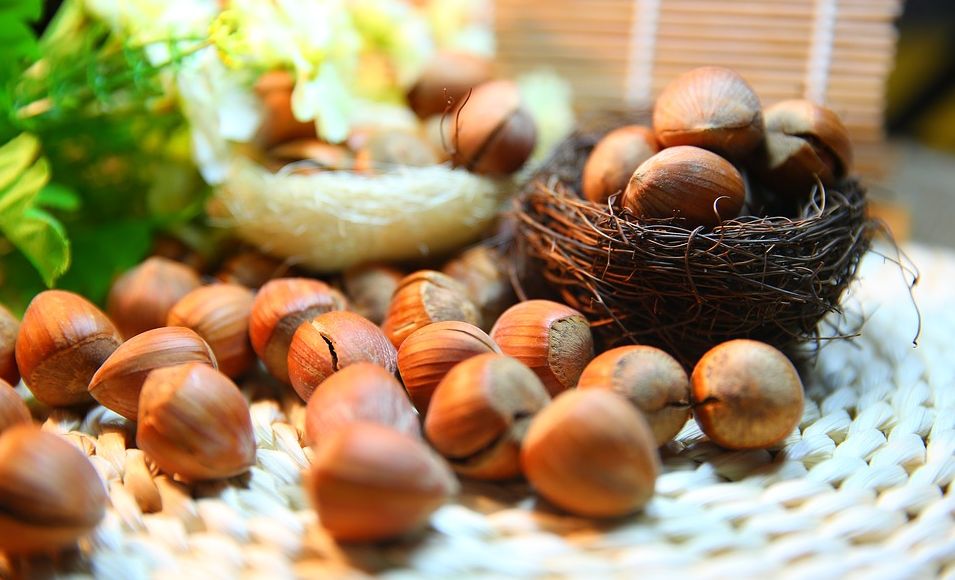 Coldiretti Alessandria alla sagra della nocciola