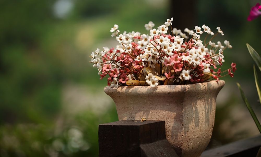 La pazza primavera colpisce il mercato delle piante in vaso a Imperia