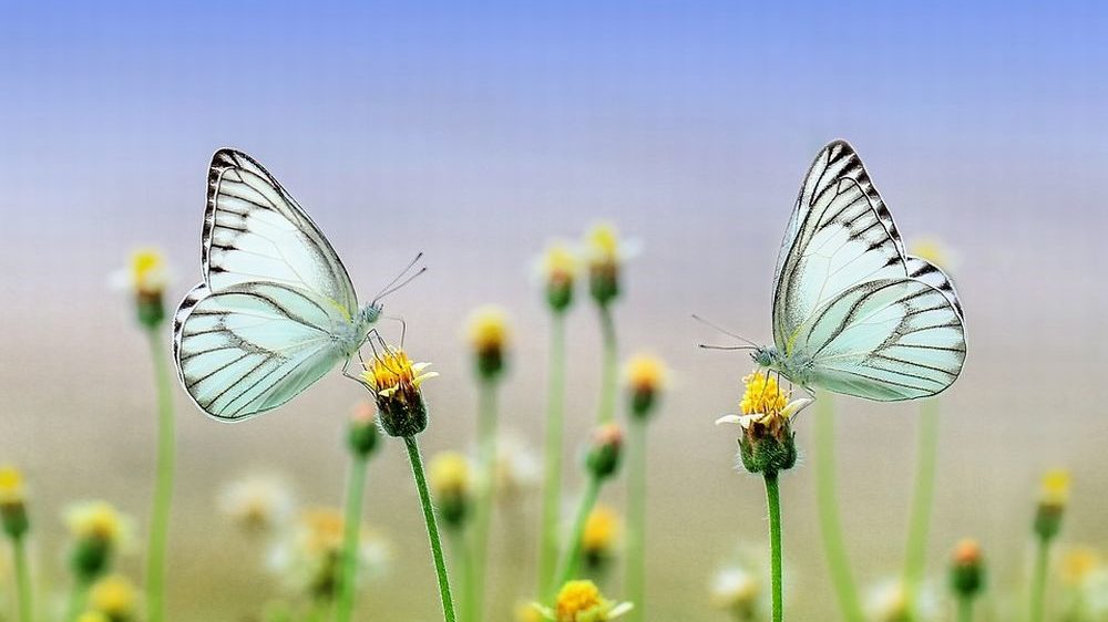 Tortona ospiterà AgroInsecta, il primo evento nazionale sull’insetticoltura per destinazione