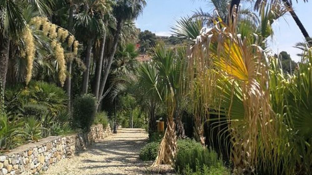 Il Comune di Bordighera dà il via al censimento informatizzato di 655 esemplari su tutto il territorio