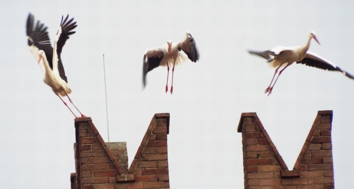 La ripartenza delle cicogne da Castelnuovo Scrivia – Di Enrico Stella