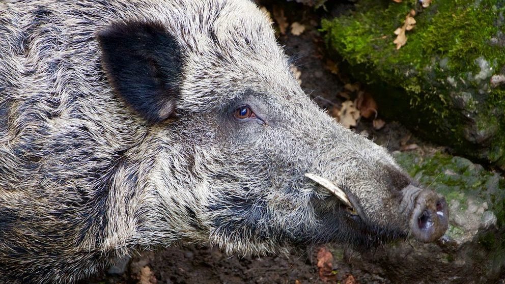 Fauna selvatica: troppi incidenti, non sono solo un problema del mondo agricolo ma della società