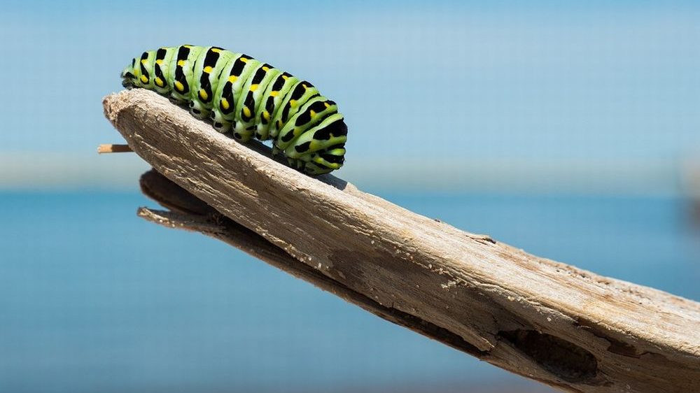 Tempestivo sopralluogo del tortonese Fabrizio Furia per la presenza di larve in Zona Industriale D3 ad Alessandria