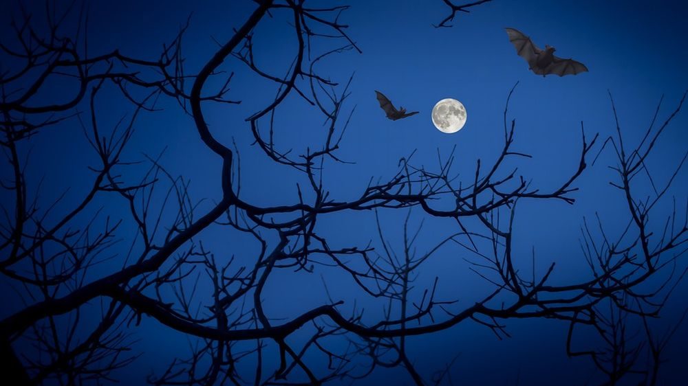 Storie di pipistrelli all’Oasi Naturalistica di Isola Sant’Antonio