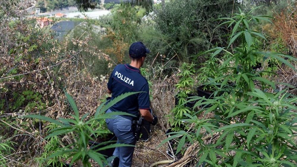 Ventimiglia, blitz antidroga dei Carabinieri: italiano denunciato per coltivazione di canapa