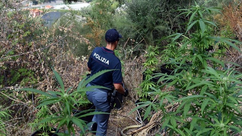 Ventimiglia. Blitz della Polizia di Stato. Individuata maxi piantagione di marijuana.