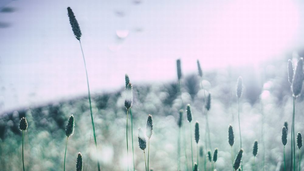 Non solo allergie: i pollini testimoni del cambiamento climatico