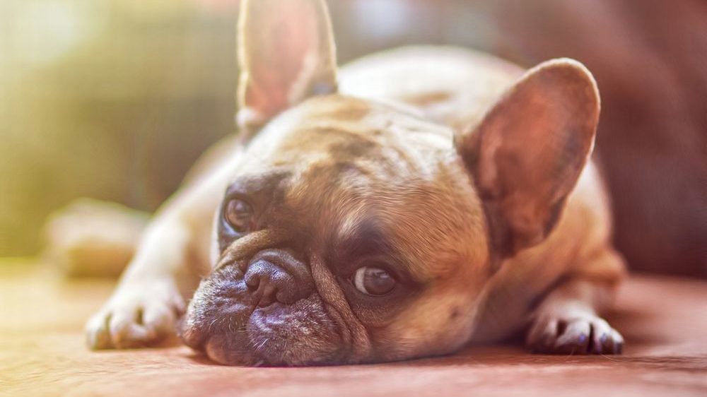 Novese prende a calci il proprio cane alle quattro di notte, denunciato