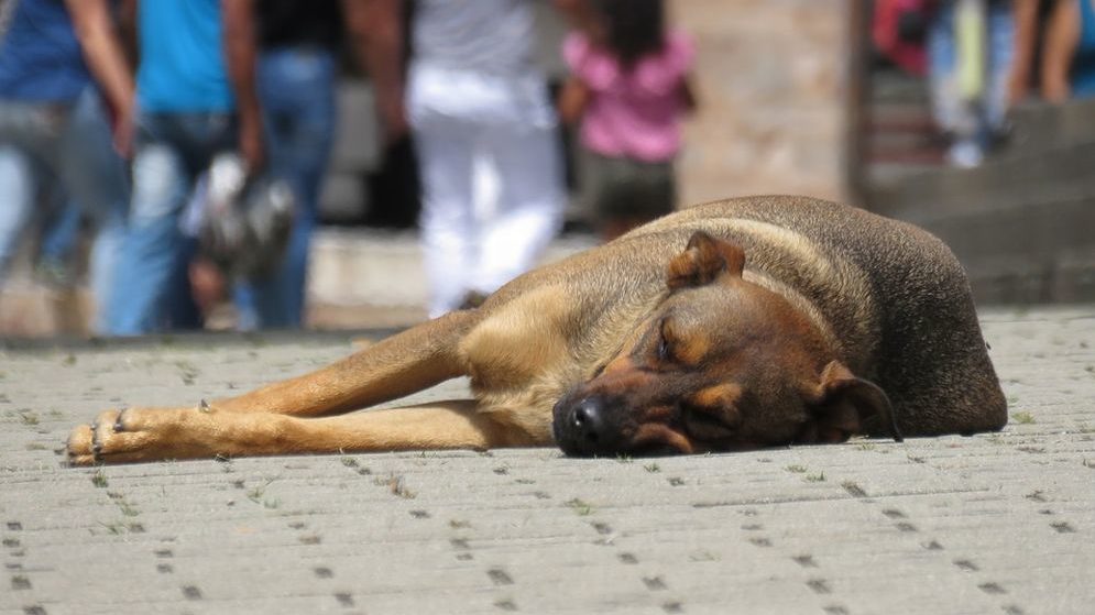 Ad Alessandria il Movimento animalista presenta proposte di legge contro il maltrattamento degli animali