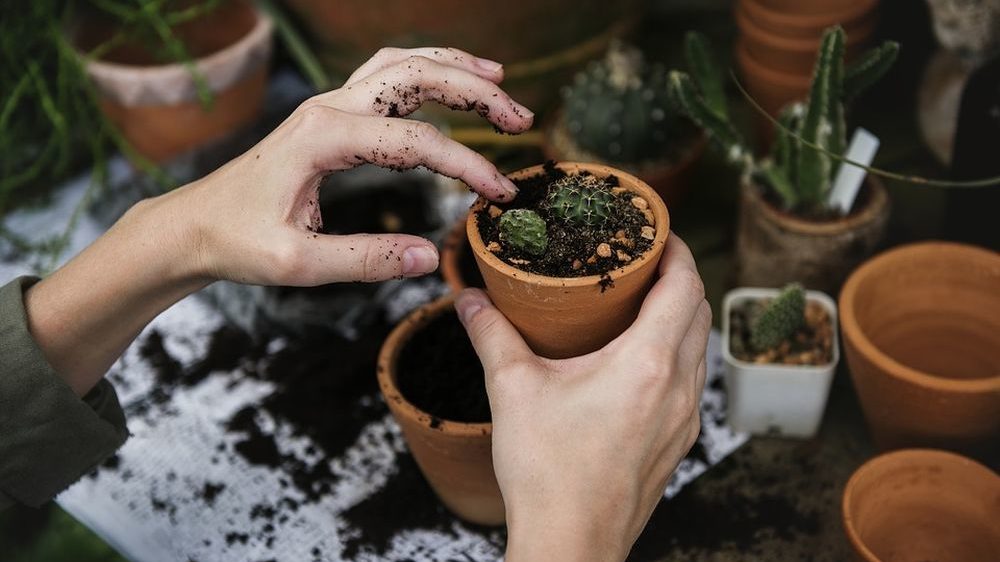 Un libro sul giardinaggio all’ospedale di Alessandria